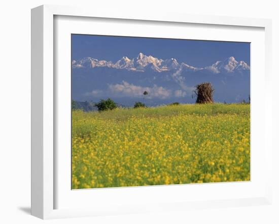 Landscape of Yellow Flowers of Mustard Crop the Himalayas in the Background, Kathmandu, Nepal-Alison Wright-Framed Photographic Print