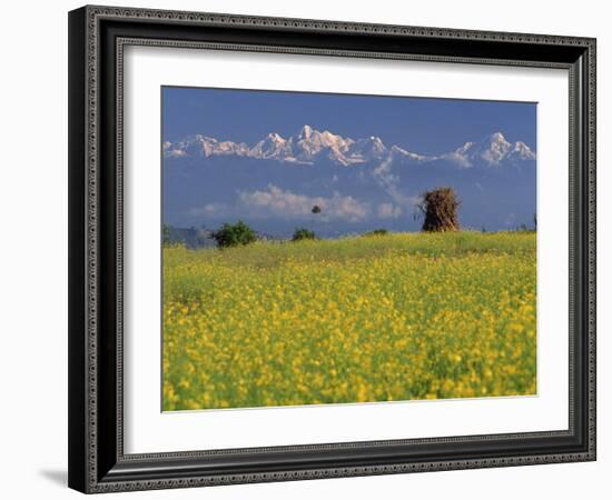 Landscape of Yellow Flowers of Mustard Crop the Himalayas in the Background, Kathmandu, Nepal-Alison Wright-Framed Photographic Print