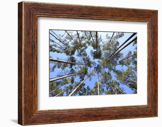 Landscape, Pinewood, Scots Pines, Pinus Sylvestris-David & Micha Sheldon-Framed Photographic Print