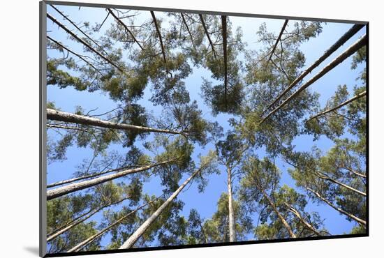 Landscape, Pinewood, Scots Pines, Pinus Sylvestris-David & Micha Sheldon-Mounted Photographic Print