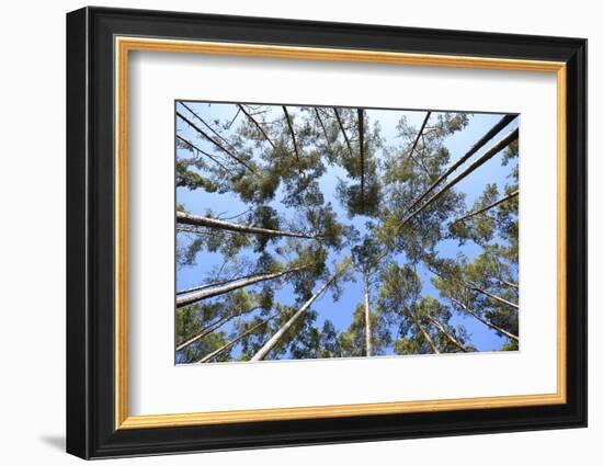 Landscape, Pinewood, Scots Pines, Pinus Sylvestris-David & Micha Sheldon-Framed Photographic Print