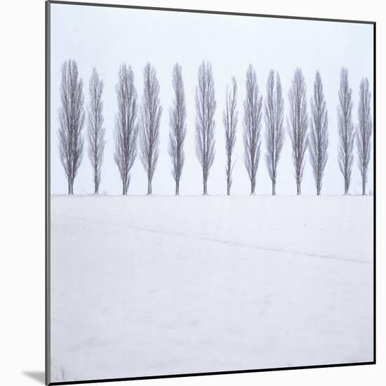 Landscape, Row of Trees, Winter-Roland T.-Mounted Photographic Print