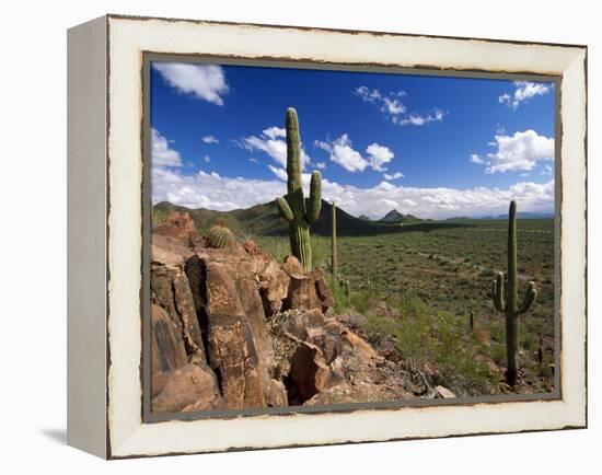 Landscape, Saguaro National Park, Arizona, USA-Massimo Borchi-Framed Premier Image Canvas