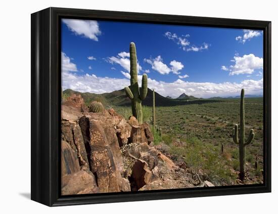 Landscape, Saguaro National Park, Arizona, USA-Massimo Borchi-Framed Premier Image Canvas