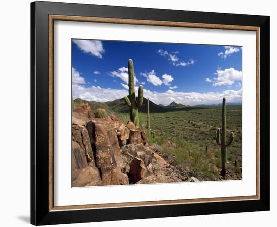 Landscape, Saguaro National Park, Arizona, USA-Massimo Borchi-Framed Photographic Print