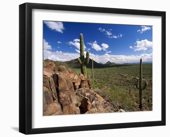 Landscape, Saguaro National Park, Arizona, USA-Massimo Borchi-Framed Photographic Print