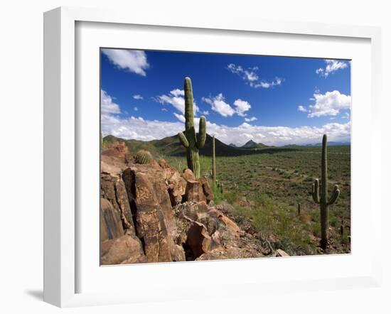 Landscape, Saguaro National Park, Arizona, USA-Massimo Borchi-Framed Photographic Print