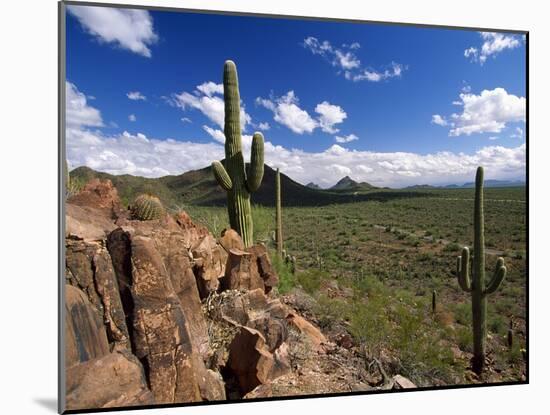 Landscape, Saguaro National Park, Arizona, USA-Massimo Borchi-Mounted Photographic Print
