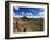 Landscape, Saguaro National Park, Arizona, USA-Massimo Borchi-Framed Photographic Print