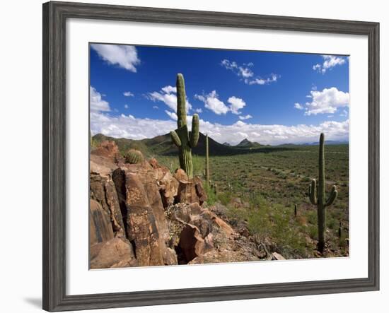 Landscape, Saguaro National Park, Arizona, USA-Massimo Borchi-Framed Photographic Print