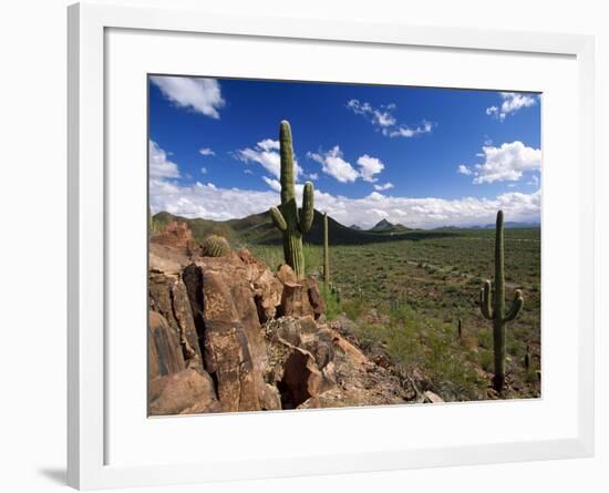 Landscape, Saguaro National Park, Arizona, USA-Massimo Borchi-Framed Photographic Print