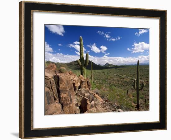 Landscape, Saguaro National Park, Arizona, USA-Massimo Borchi-Framed Photographic Print