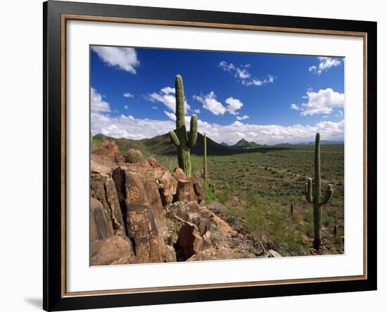 Landscape, Saguaro National Park, Arizona, USA-Massimo Borchi-Framed Photographic Print