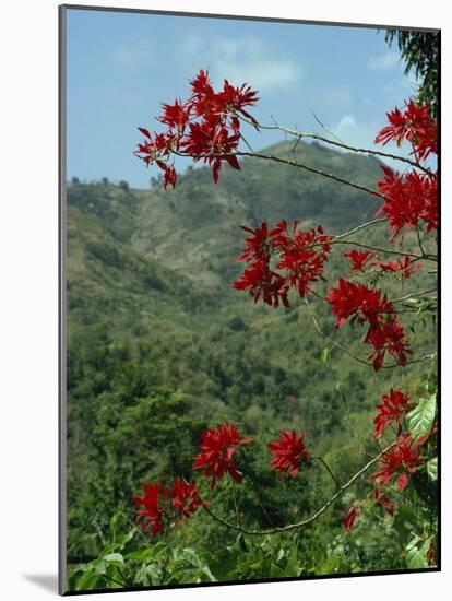 Landscape, Trinidad, West Indies, Caribbean, Central America-Woolfitt Adam-Mounted Photographic Print