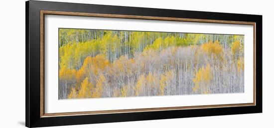 Landscape with aspen trees (Populus tremuloides) in autumn, Dixie National Forest, Boulder Mount...-Panoramic Images-Framed Photographic Print