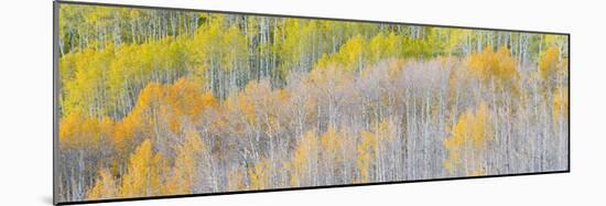 Landscape with aspen trees (Populus tremuloides) in autumn, Dixie National Forest, Boulder Mount...-Panoramic Images-Mounted Photographic Print