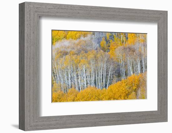 Landscape with aspen trees (Populus tremuloides) in autumn, Dixie National Forest, Boulder Mount...-Panoramic Images-Framed Photographic Print