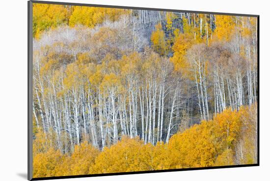 Landscape with aspen trees (Populus tremuloides) in autumn, Dixie National Forest, Boulder Mount...-Panoramic Images-Mounted Photographic Print
