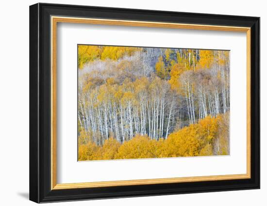 Landscape with aspen trees (Populus tremuloides) in autumn, Dixie National Forest, Boulder Mount...-Panoramic Images-Framed Photographic Print