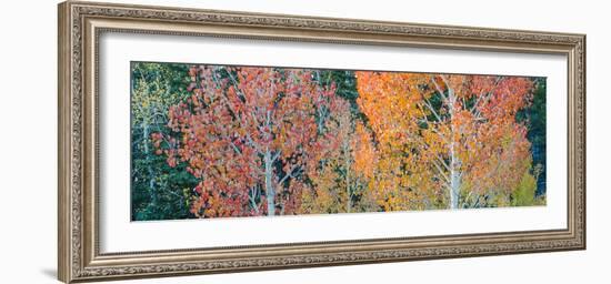 Landscape with aspen trees (Populus tremuloides) in autumn, Dixie National Forest, Boulder Mount...-Panoramic Images-Framed Photographic Print