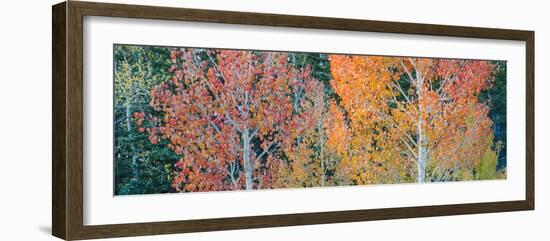 Landscape with aspen trees (Populus tremuloides) in autumn, Dixie National Forest, Boulder Mount...-Panoramic Images-Framed Photographic Print