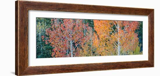 Landscape with aspen trees (Populus tremuloides) in autumn, Dixie National Forest, Boulder Mount...-Panoramic Images-Framed Photographic Print