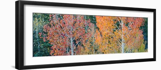 Landscape with aspen trees (Populus tremuloides) in autumn, Dixie National Forest, Boulder Mount...-Panoramic Images-Framed Photographic Print