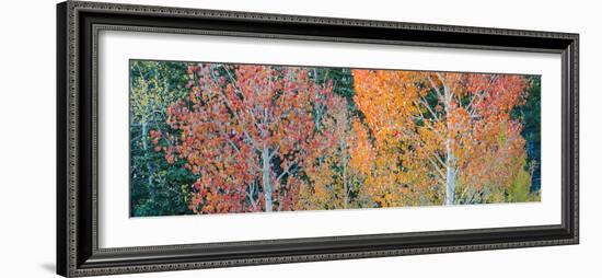 Landscape with aspen trees (Populus tremuloides) in autumn, Dixie National Forest, Boulder Mount...-Panoramic Images-Framed Photographic Print