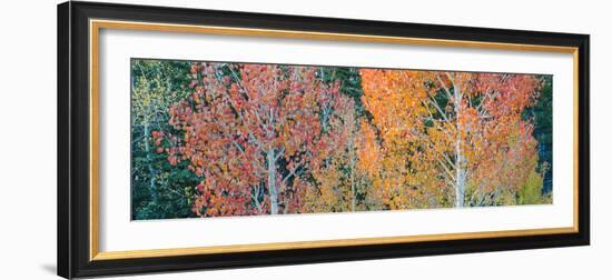 Landscape with aspen trees (Populus tremuloides) in autumn, Dixie National Forest, Boulder Mount...-Panoramic Images-Framed Photographic Print