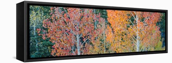 Landscape with aspen trees (Populus tremuloides) in autumn, Dixie National Forest, Boulder Mount...-Panoramic Images-Framed Premier Image Canvas