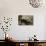 Landscape with Bathsheba-Jan van Scorel-Premium Giclee Print displayed on a wall