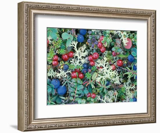 Landscape with Berries and Foliage, Alaska, USA-Art Wolfe-Framed Photographic Print