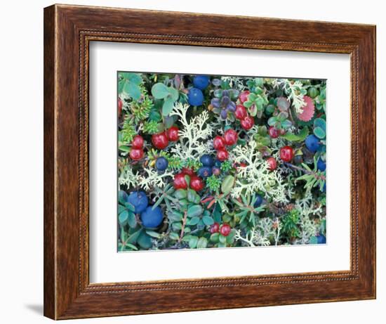 Landscape with Berries and Foliage, Alaska, USA-Art Wolfe-Framed Photographic Print