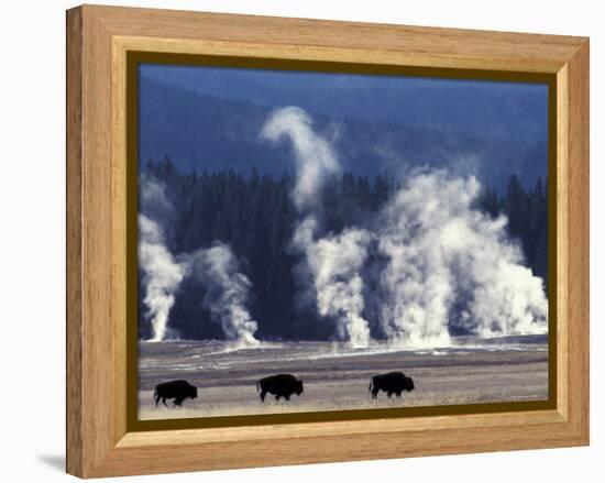 Landscape with Bison and Steam from Geysers, Yellowstone National Park, Wyoming Us-Pete Cairns-Framed Premier Image Canvas