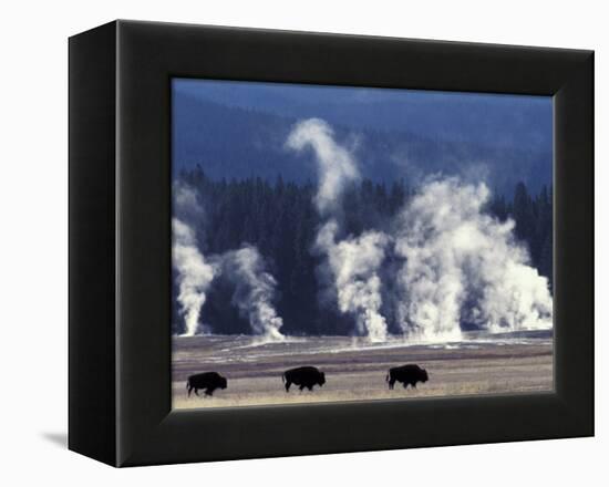 Landscape with Bison and Steam from Geysers, Yellowstone National Park, Wyoming Us-Pete Cairns-Framed Premier Image Canvas