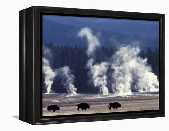Landscape with Bison and Steam from Geysers, Yellowstone National Park, Wyoming Us-Pete Cairns-Framed Premier Image Canvas