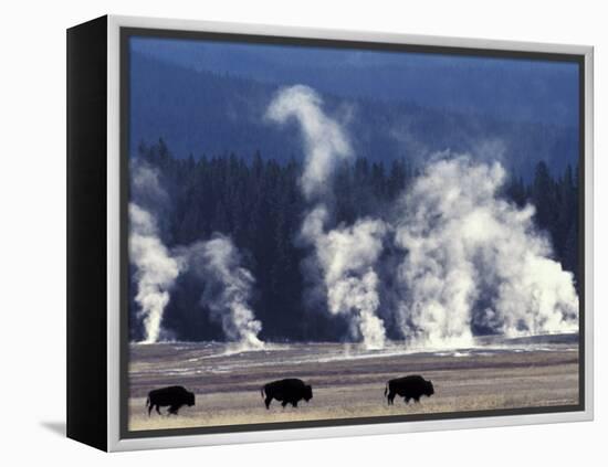 Landscape with Bison and Steam from Geysers, Yellowstone National Park, Wyoming Us-Pete Cairns-Framed Premier Image Canvas