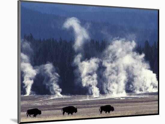 Landscape with Bison and Steam from Geysers, Yellowstone National Park, Wyoming Us-Pete Cairns-Mounted Premium Photographic Print