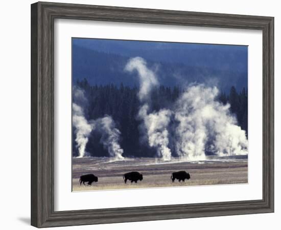 Landscape with Bison and Steam from Geysers, Yellowstone National Park, Wyoming Us-Pete Cairns-Framed Photographic Print