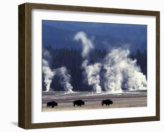 Landscape with Bison and Steam from Geysers, Yellowstone National Park, Wyoming Us-Pete Cairns-Framed Photographic Print