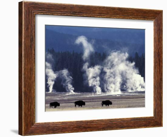 Landscape with Bison and Steam from Geysers, Yellowstone National Park, Wyoming Us-Pete Cairns-Framed Photographic Print