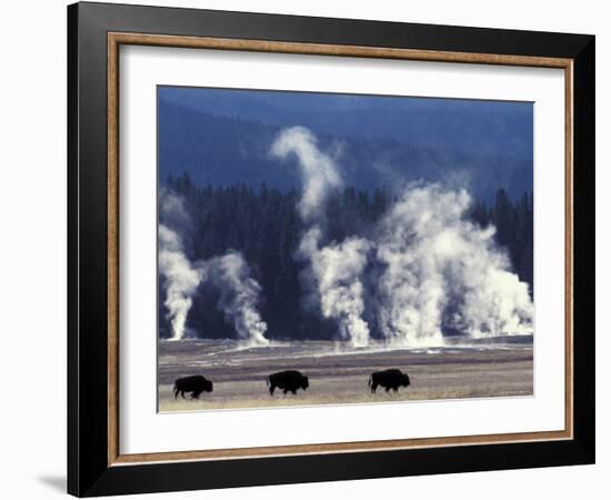 Landscape with Bison and Steam from Geysers, Yellowstone National Park, Wyoming Us-Pete Cairns-Framed Photographic Print
