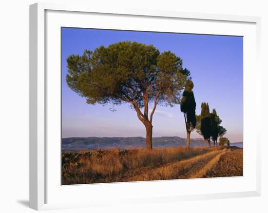 Landscape with Cypress Trees and Parasol Pines, Province of Siena, Tuscany, Italy, Europe-Bruno Morandi-Framed Photographic Print