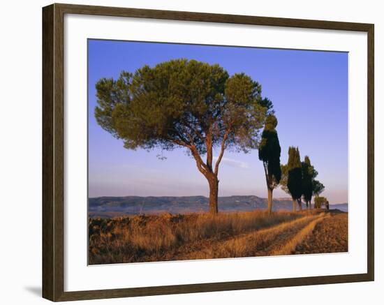 Landscape with Cypress Trees and Parasol Pines, Province of Siena, Tuscany, Italy, Europe-Bruno Morandi-Framed Photographic Print