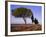 Landscape with Cypress Trees and Parasol Pines, Province of Siena, Tuscany, Italy, Europe-Bruno Morandi-Framed Photographic Print