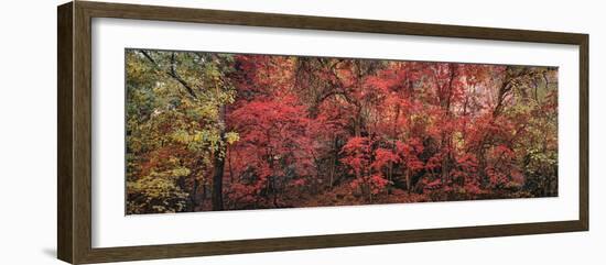 Landscape with Gateway to the Narrows, Zion National Park, Utah, USA-Panoramic Images-Framed Photographic Print