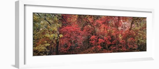 Landscape with Gateway to the Narrows, Zion National Park, Utah, USA-Panoramic Images-Framed Photographic Print