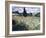 Landscape with Green Corn-Vincent van Gogh-Framed Giclee Print