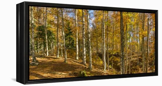 Landscape with Iraty forest, Basque Country, Pyrenees-Atlantique, France-Panoramic Images-Framed Premier Image Canvas