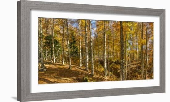 Landscape with Iraty forest, Basque Country, Pyrenees-Atlantique, France-Panoramic Images-Framed Photographic Print